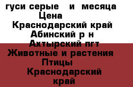 гуси серые 3 и4 месяца › Цена ­ 800 - Краснодарский край, Абинский р-н, Ахтырский пгт Животные и растения » Птицы   . Краснодарский край